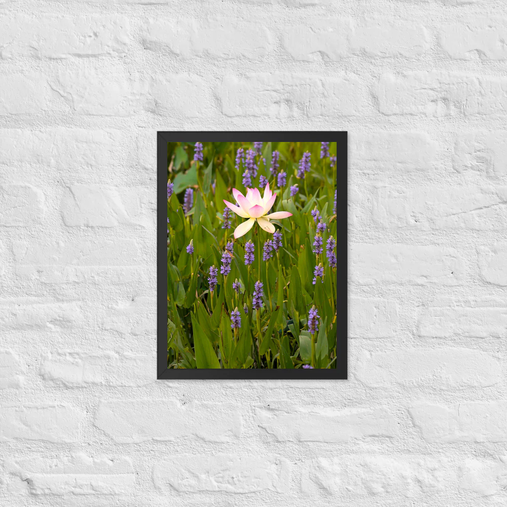 Lotus among friends