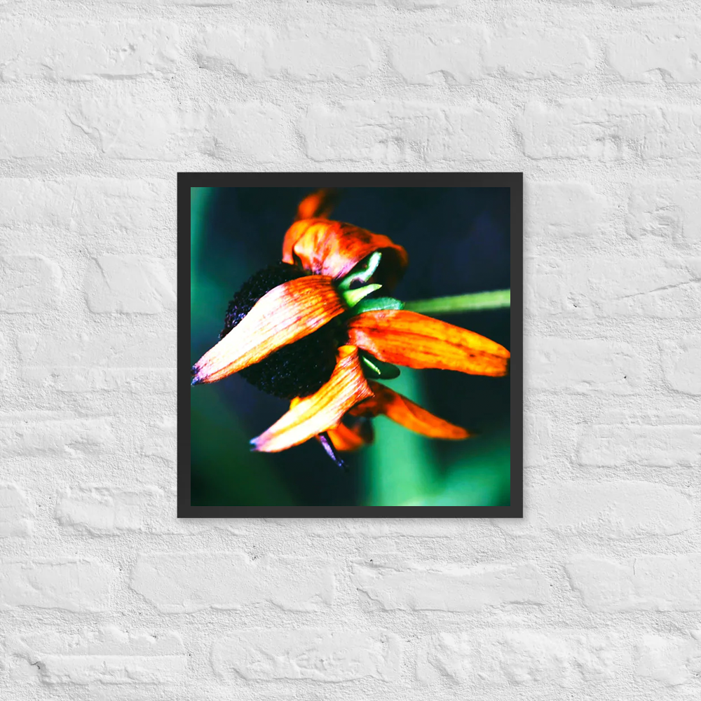 Petals wrapping around flowerhead