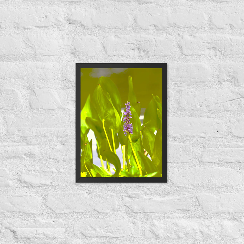 Pickerelweed with friends