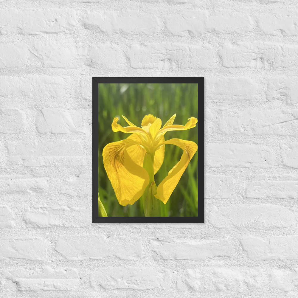 Yellow Iris in tall grass